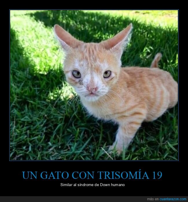 gato,trisomía,síndrome de down