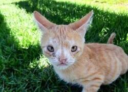 Enlace a Gatete especial