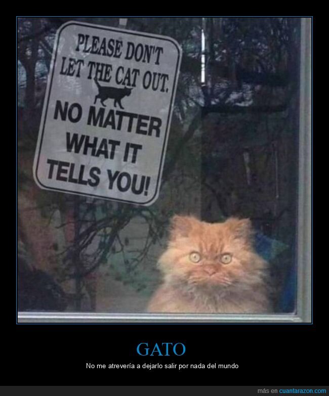 gato,salir,cara,cartel