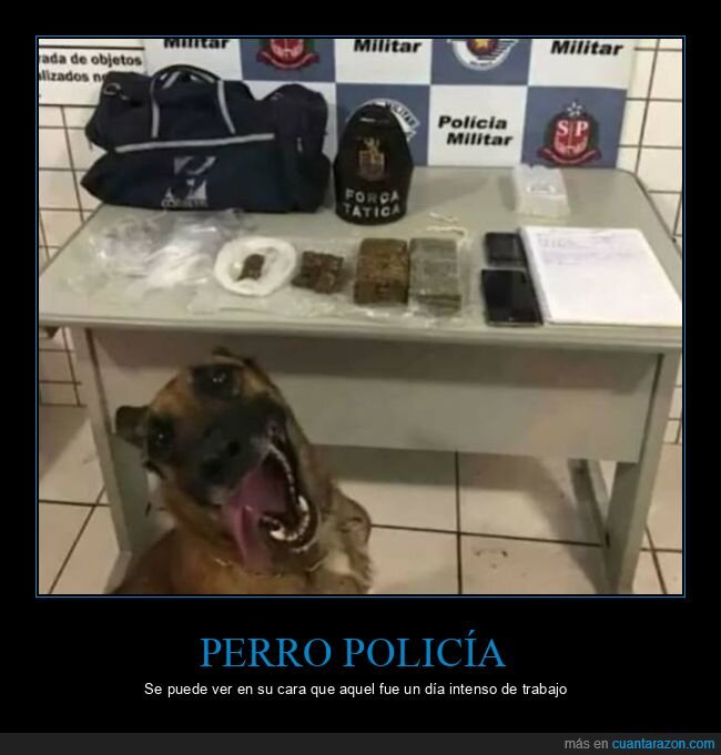perro,policía,cara,drogas