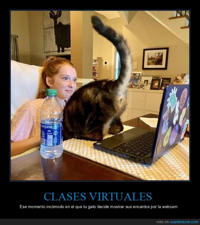 calses virtuales,gato,webcam,fails
