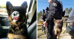 Enlace a Cachorros de Pastor Alemán siendo lo más puro del mundo