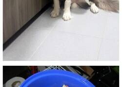 Enlace a Pobres animales desafortunados que se quedaron atascados al intentar comer