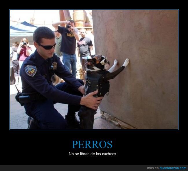 perro,policía,cacheando,wtf