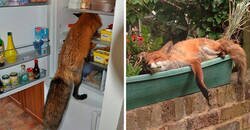 Enlace a Personas que encontraron un zorro en sus casas y compartieron las imágenes