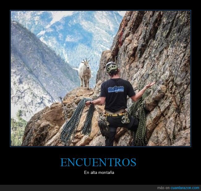 cabra,montaña,encuentro