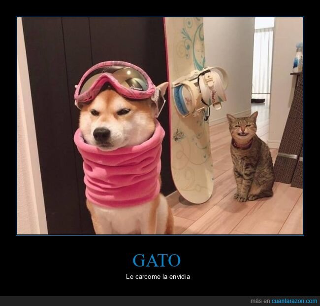 gato,perro,snowboard