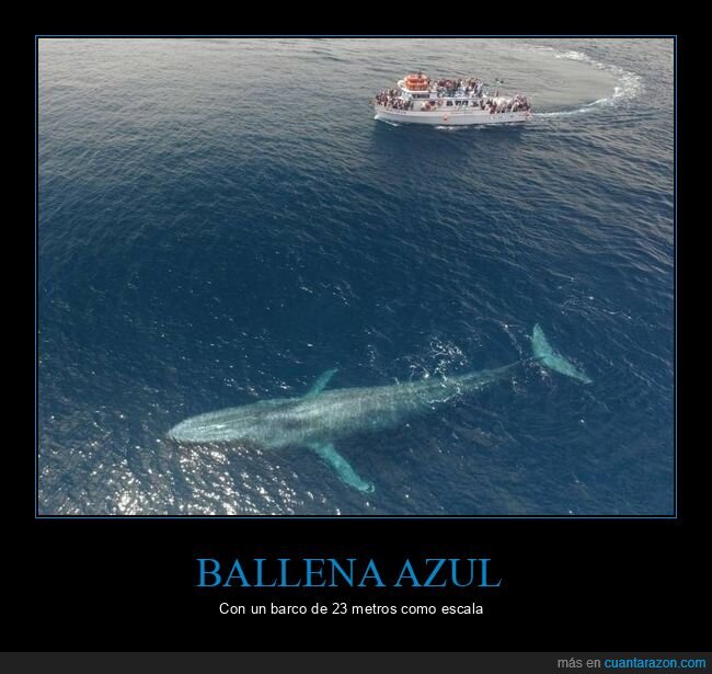 ballena azul,barco,tamaño