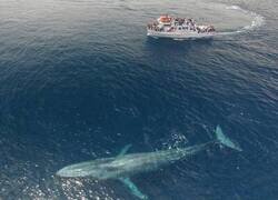 Enlace a El enorme tamaño de la ballena azul