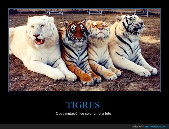 tigres,mutaciones,color