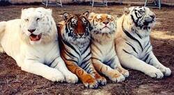 Enlace a Cuatro tigres, cuatro colores