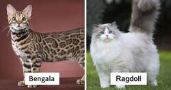 Enlace a De las razas de gatos más populares y sus orígenes