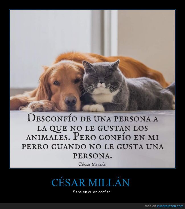 desconfiar,personas,perros