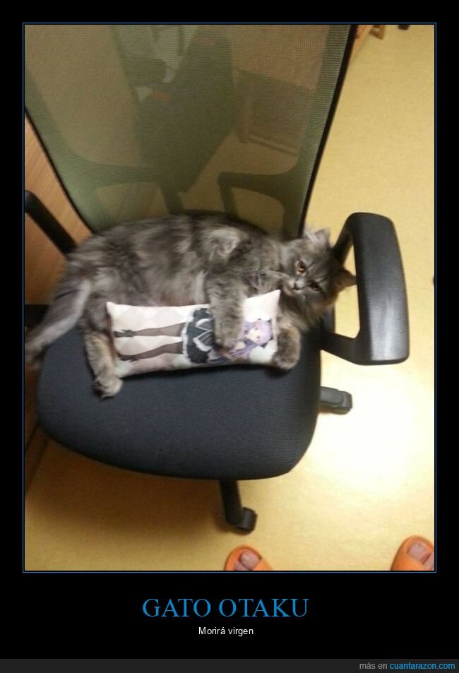 gato,almohada,otaku