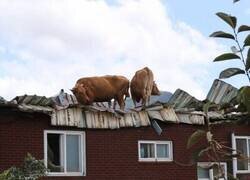 Enlace a Vacas en el tejado
