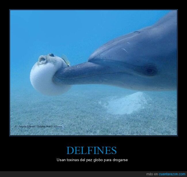 delfines,toxinas,pez globo,drogarse