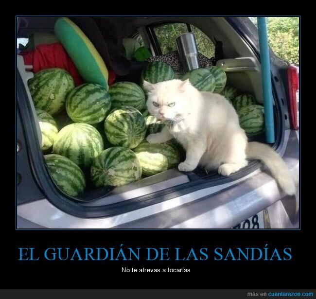 sandías,gato,guardián