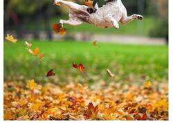 Enlace a Perros disfrutando del otoño