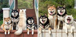 Enlace a Este shiba inu se vuelve viral por “arruinar” constantemente las fotos en grupo