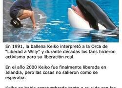 Enlace a Animales del cine y la tv que tuvieron un final trágico y triste