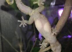 Enlace a Lagarto translúcido