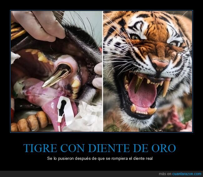 tigre,diente,oro