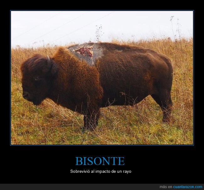 bisonte,rayo,wtf