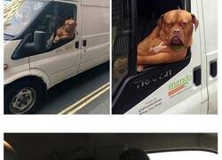 Enlace a Perros que disfrutan haciendo el tonto al viajar en coche y sus dueños tuvieron que sacarles una foto