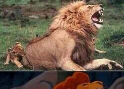 Enlace a El Rey León en la vida real