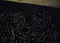 Enlace a Una araña de éxito