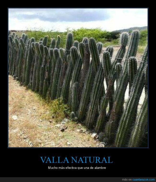 valla,cactus,wtf