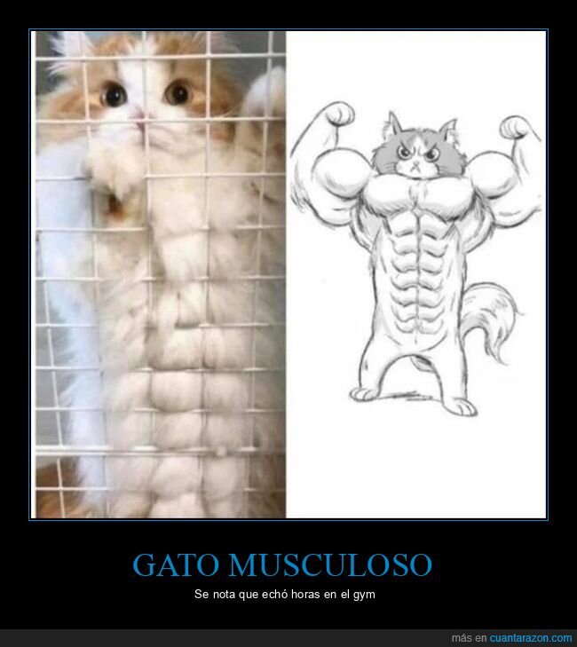 gato,musculoso,dibujo