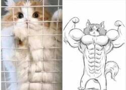 Enlace a Abdominales gatunos