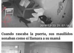 Enlace a Esta dueña puso una cámara para vigilar a su gato, y obtuvo “pruebas conmovedoras” de lo mucho que el gato la echa de menos