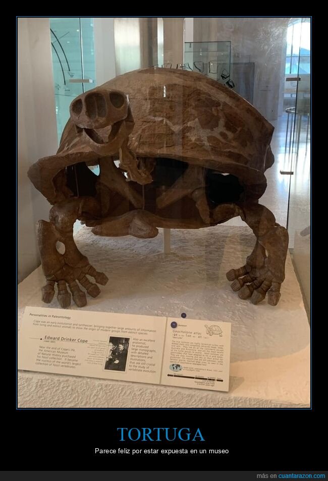 tortuga,museo,feliz,fósil