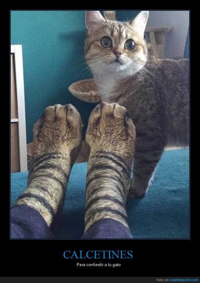 gato,calcetines,patas