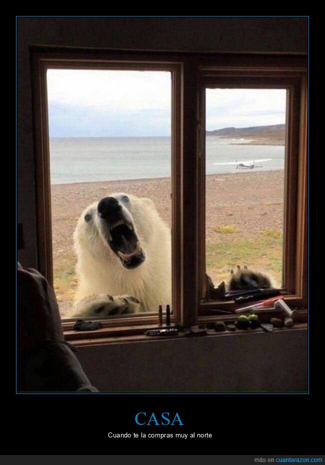 casa,ventana,oso polar,wtf