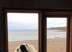 Enlace a El vecino se ha pasado a saludar