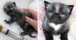 Enlace a Este adorable gatito encontrado en una cuneta tiene un pelaje de color sorprendente y único