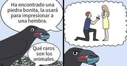 Enlace a Divertidos cómics sobre loros, ilustrados por la dueña de los pájaros