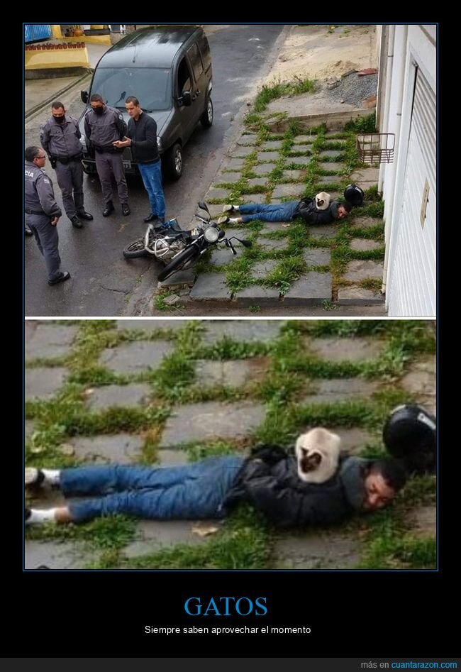 detenido,gatos,wtf