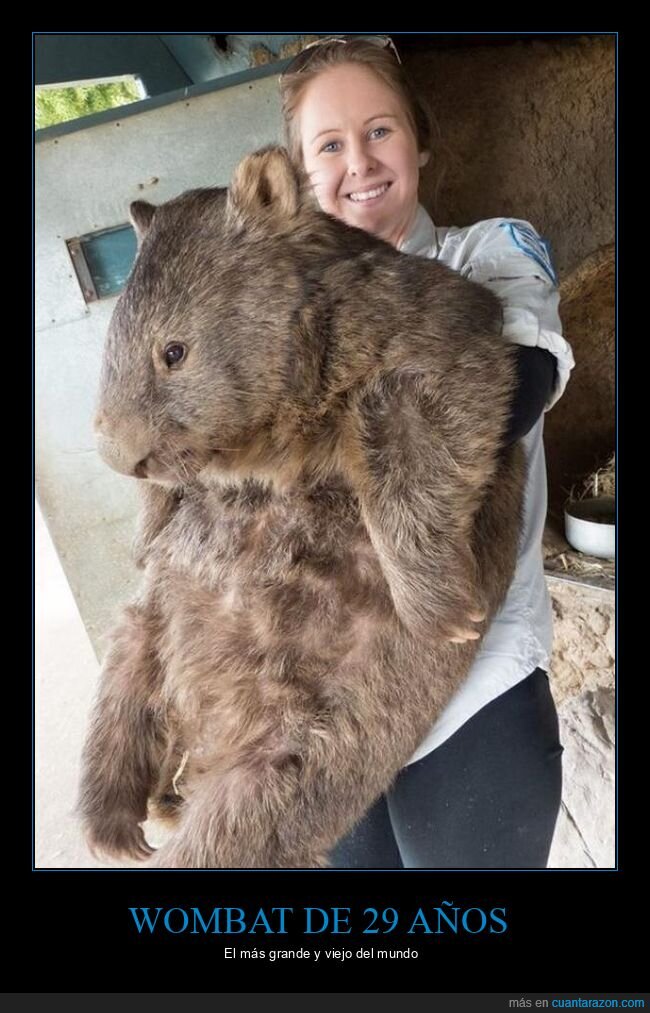 wombat,grande,viejo,29 años