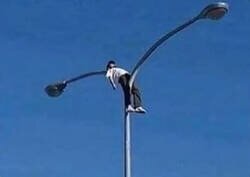 Enlace a Así se ve bajo el microscopio