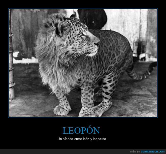 leopón,león,leopardo,híbrido