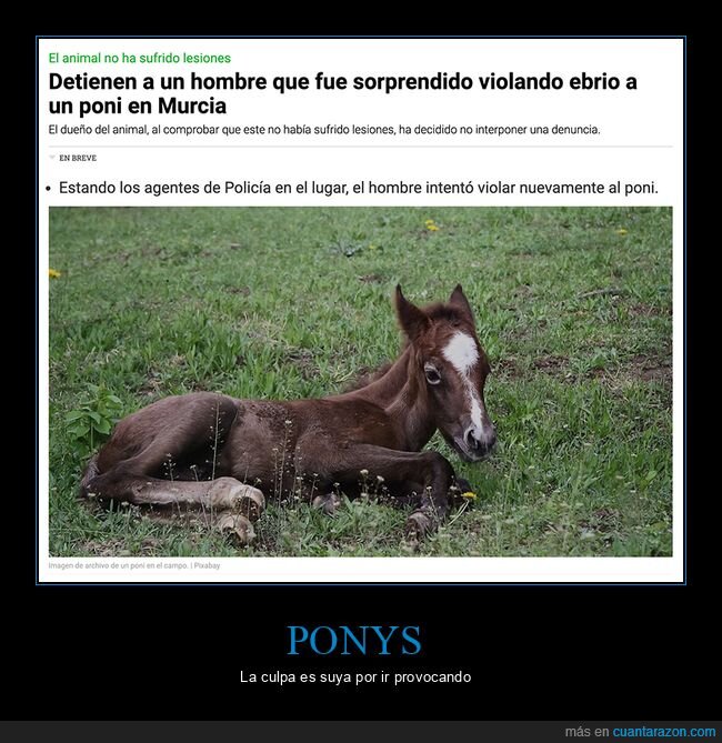 pony,wtf