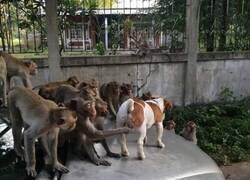 Enlace a Pero no toques, ¿por qué tocas?