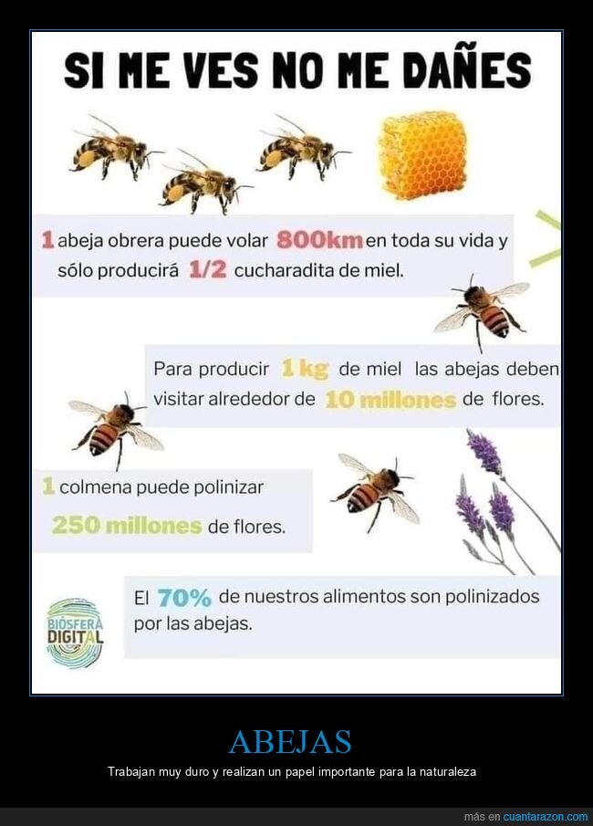 abejas,naturaleza,polinización