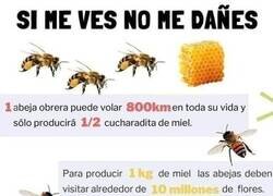 Enlace a Cuidemos a las abejas