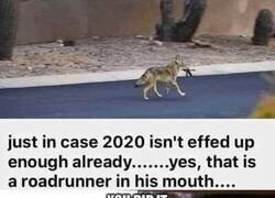 Enlace a Sí, eso es un coyote y sí, eso es un correcaminos