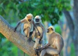 Enlace a Monete columpiándose